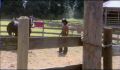 dr dolittle 3-avi_215.jpg